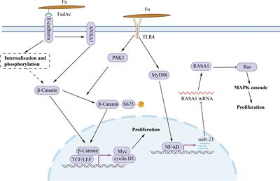 Fusobacterium nucleatum and colorectal cancer: From phenomenon to mechanism